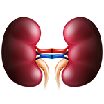 Kidney